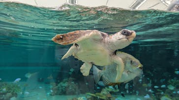 鴨川シーワールドに投稿された画像（2025/2/4）