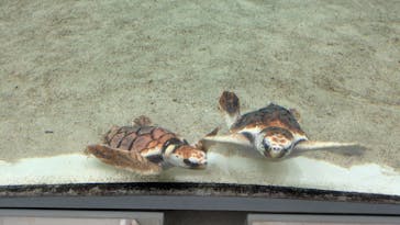 鴨川シーワールドに投稿された画像（2025/2/4）