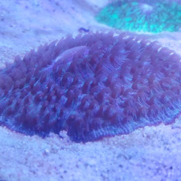 横浜・八景島シーパラダイスに投稿された画像（2025/2/4）