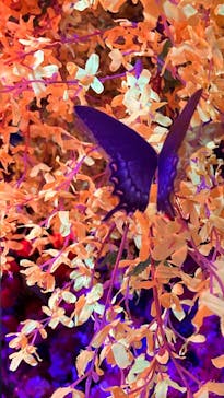 蜷川実花展 with EiM：彼岸の光、此岸の影 NINAGAWA Mika with EiM：Lights of the beyond, Shadows of this worldに投稿された画像（2025/2/5）