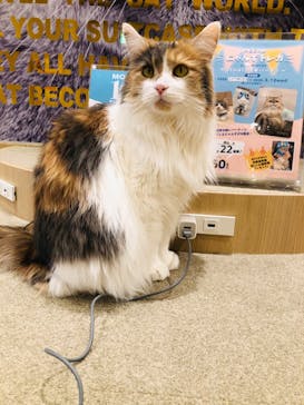猫カフェモカ イオンモール岡山店に投稿された画像（2025/2/5）