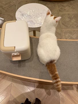 猫カフェモカ　イオンモール甲府昭和店に投稿された画像（2025/2/5）