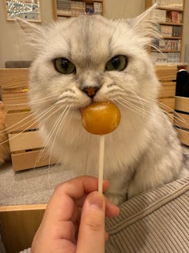 猫カフェモカ　イオンモール甲府昭和店に投稿された画像（2025/2/5）