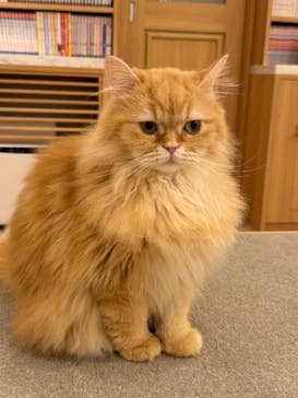 猫カフェモカ　イオンモール甲府昭和店に投稿された画像（2025/2/5）