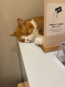 猫カフェモカ　イオンモール甲府昭和店に投稿された画像（2025/2/5）