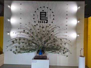 特別展「鳥 ～ゲノム解析が解き明かす新しい鳥類の系統～」国立科学博物館に投稿された画像（2025/2/5）