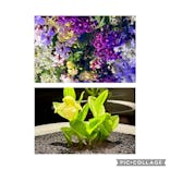 世界らん展2026-花と緑の祭典-に投稿された画像（2025/2/5）