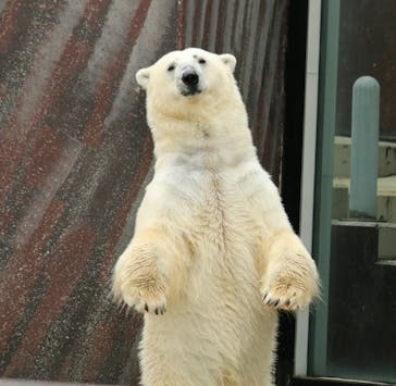 恩賜上野動物園に投稿された画像（2025/2/5）