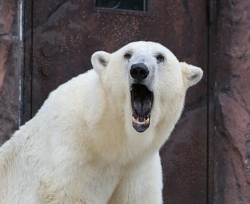 恩賜上野動物園に投稿された画像（2025/2/5）