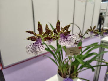 世界らん展2026-花と緑の祭典-に投稿された画像（2025/2/5）