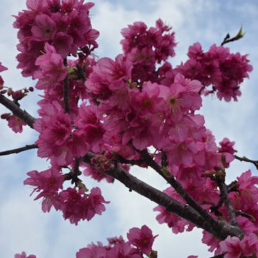 今帰仁城跡に投稿された画像（2025/2/5）