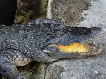 熱川バナナワニ園に投稿された画像（2025/2/5）