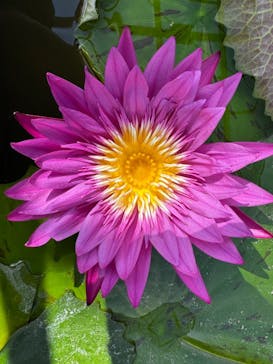 熱川バナナワニ園に投稿された画像（2025/2/5）