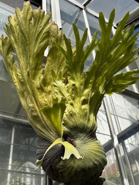 熱川バナナワニ園に投稿された画像（2025/2/5）