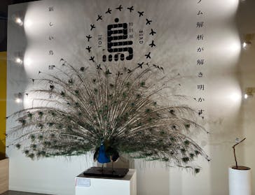 特別展「鳥 ～ゲノム解析が解き明かす新しい鳥類の系統～」国立科学博物館に投稿された画像（2025/2/5）