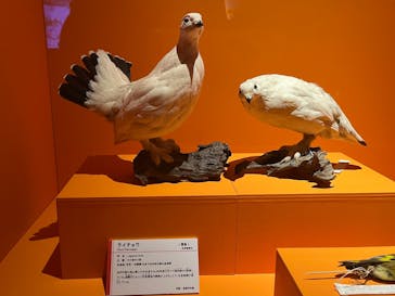 特別展「鳥 ～ゲノム解析が解き明かす新しい鳥類の系統～」国立科学博物館に投稿された画像（2025/2/5）