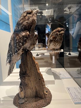 特別展「鳥 ～ゲノム解析が解き明かす新しい鳥類の系統～」国立科学博物館に投稿された画像（2025/2/5）
