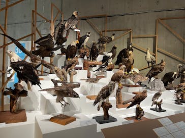 特別展「鳥 ～ゲノム解析が解き明かす新しい鳥類の系統～」国立科学博物館に投稿された画像（2025/2/5）