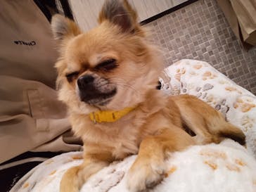 いぬカフェRio 池袋店に投稿された画像（2025/2/5）