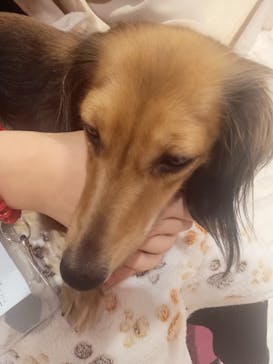 いぬカフェRio 池袋店に投稿された画像（2025/2/5）