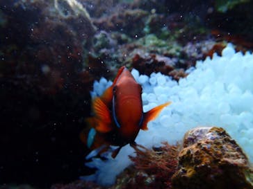 宮古島 ADVENTURE PiPi（ミヤコジマ アドベンチャー ピピ）に投稿された画像（2025/2/5）