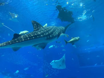 沖縄美ら海水族館に投稿された画像（2025/2/5）