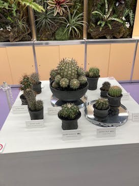 世界らん展2026-花と緑の祭典-に投稿された画像（2025/2/5）