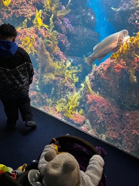 新江ノ島水族館に投稿された画像（2025/2/5）