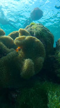 オースリーシュノーケル宮古島に投稿された画像（2025/2/5）