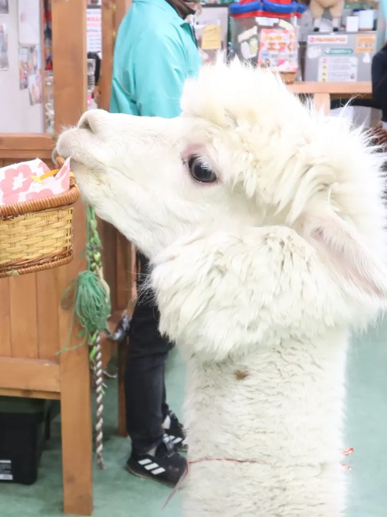 アルパカふれあいランド(Alpaca fureai land)／投稿された写真一覧