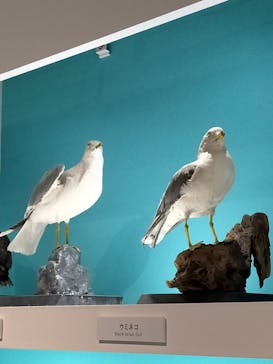特別展「鳥 ～ゲノム解析が解き明かす新しい鳥類の系統～」国立科学博物館に投稿された画像（2025/2/6）