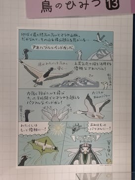 特別展「鳥 ～ゲノム解析が解き明かす新しい鳥類の系統～」国立科学博物館に投稿された画像（2025/2/6）