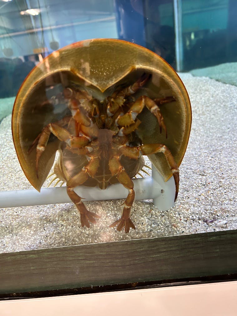 竹島水族館の口コミ ｜1.カブトガニが配管の所で必ず｜アソビュー！