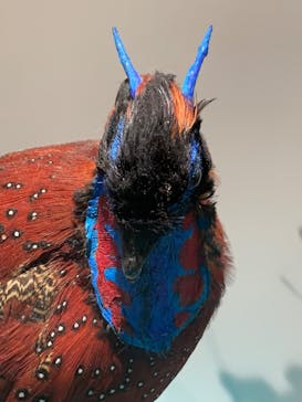 特別展「鳥 ～ゲノム解析が解き明かす新しい鳥類の系統～」国立科学博物館に投稿された画像（2025/2/6）