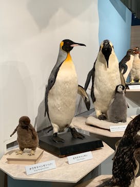 特別展「鳥 ～ゲノム解析が解き明かす新しい鳥類の系統～」国立科学博物館に投稿された画像（2025/2/6）