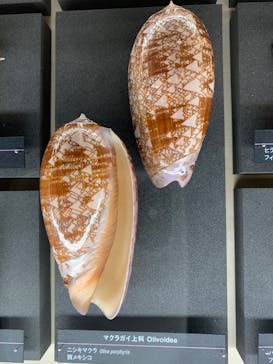 特別展「鳥 ～ゲノム解析が解き明かす新しい鳥類の系統～」国立科学博物館に投稿された画像（2025/2/6）