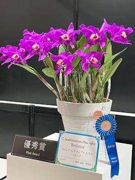 世界らん展2026-花と緑の祭典-に投稿された画像（2025/2/6）