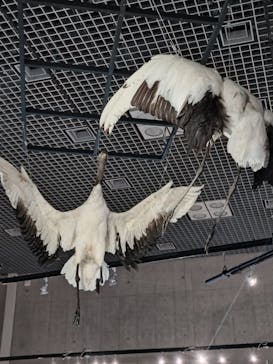 特別展「鳥 ～ゲノム解析が解き明かす新しい鳥類の系統～」国立科学博物館に投稿された画像（2025/2/6）