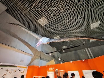 特別展「鳥 ～ゲノム解析が解き明かす新しい鳥類の系統～」国立科学博物館に投稿された画像（2025/2/6）
