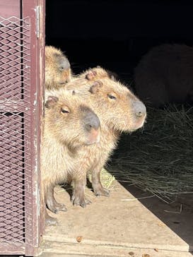 アロハガーデンたてやまに投稿された画像（2025/2/6）