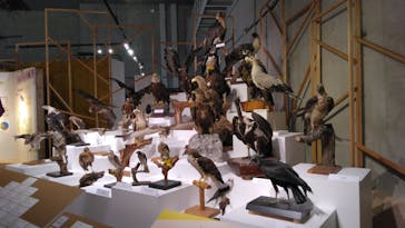 特別展「鳥 ～ゲノム解析が解き明かす新しい鳥類の系統～」国立科学博物館に投稿された画像（2025/2/6）