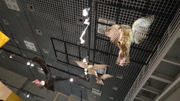 特別展「鳥 ～ゲノム解析が解き明かす新しい鳥類の系統～」国立科学博物館に投稿された画像（2025/2/6）