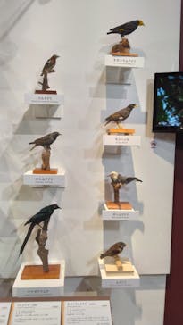 特別展「鳥 ～ゲノム解析が解き明かす新しい鳥類の系統～」国立科学博物館に投稿された画像（2025/2/6）