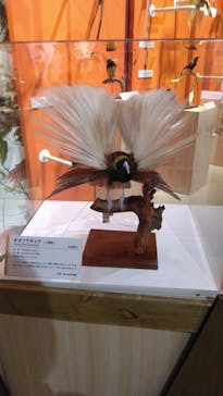特別展「鳥 ～ゲノム解析が解き明かす新しい鳥類の系統～」国立科学博物館に投稿された画像（2025/2/6）