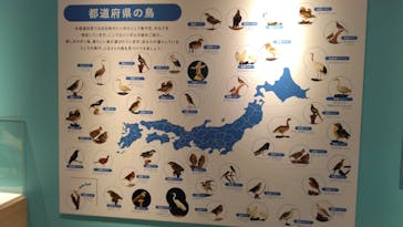 特別展「鳥 ～ゲノム解析が解き明かす新しい鳥類の系統～」国立科学博物館に投稿された画像（2025/2/6）