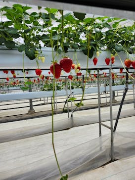 株式会社こまち野に投稿された画像（2025/2/6）