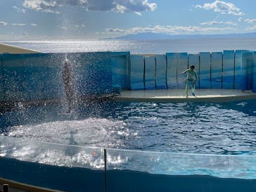 新江ノ島水族館に投稿された画像（2025/2/6）