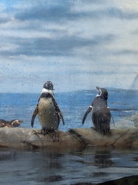 新江ノ島水族館に投稿された画像（2025/2/6）