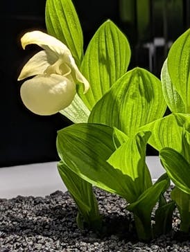 世界らん展2026-花と緑の祭典-に投稿された画像（2025/2/6）