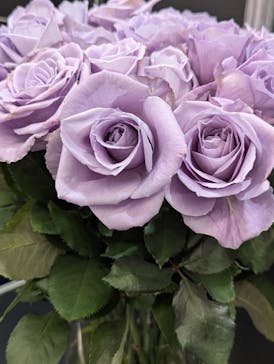 世界らん展2026-花と緑の祭典-に投稿された画像（2025/2/6）